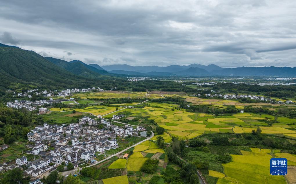 金莎国际